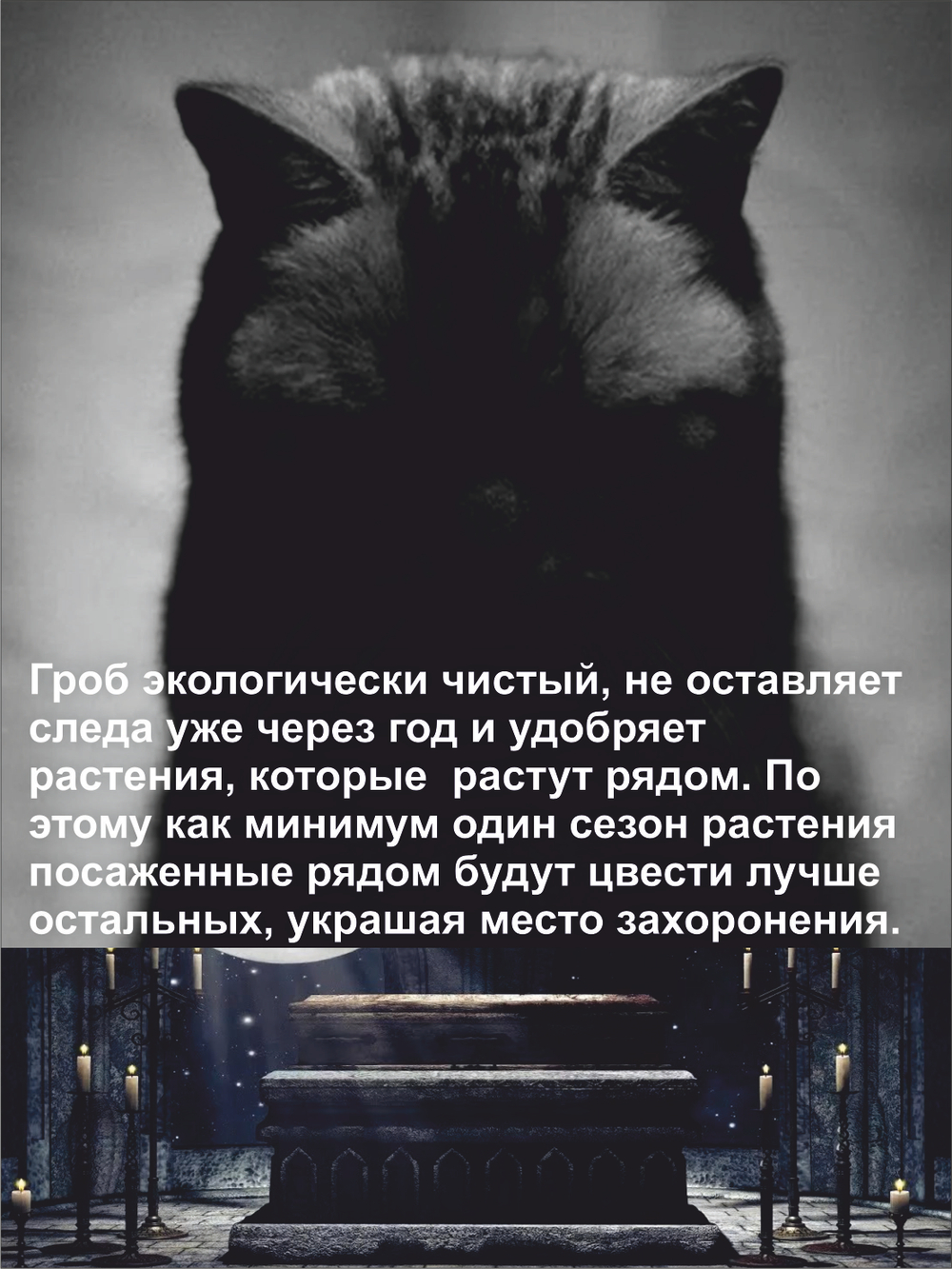 Гроб для кошки