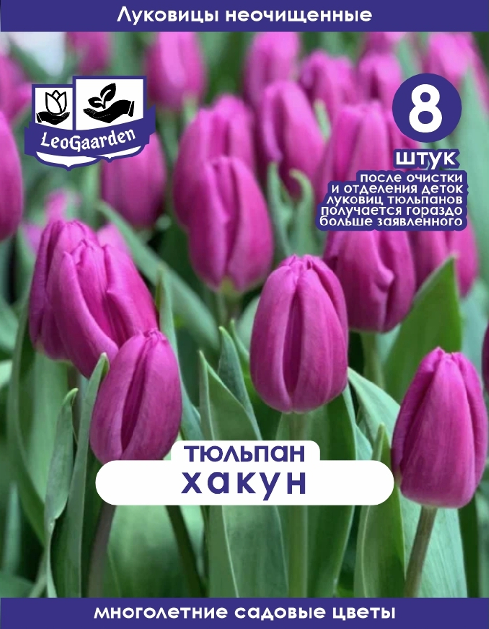 Тюльпан Луковица, Пурпл Флаг 8 шт, разбор 11+