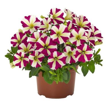 32152 Петуния POTUNIA PICCOLA MAGENTA STAR (ВЕСНА 2025)