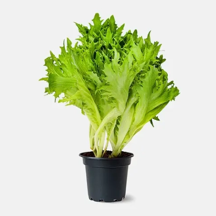 Салат Фриллис в горшочке M Свежесть 100г