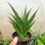 Сансевиерия ASANCAYA