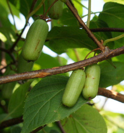 Актинидия коломикта Крупноплодная