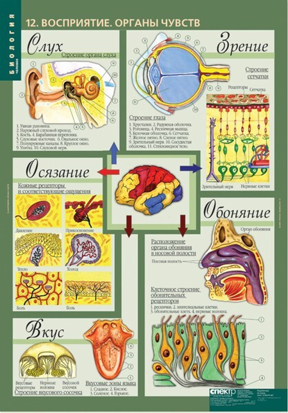 Комплект таблиц "Биология 8-9 кл. Человек" (12 таб.)