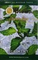 BUTA FUSION (БУТА ФЬЮЖИН)  Ice Mint 50 гр.