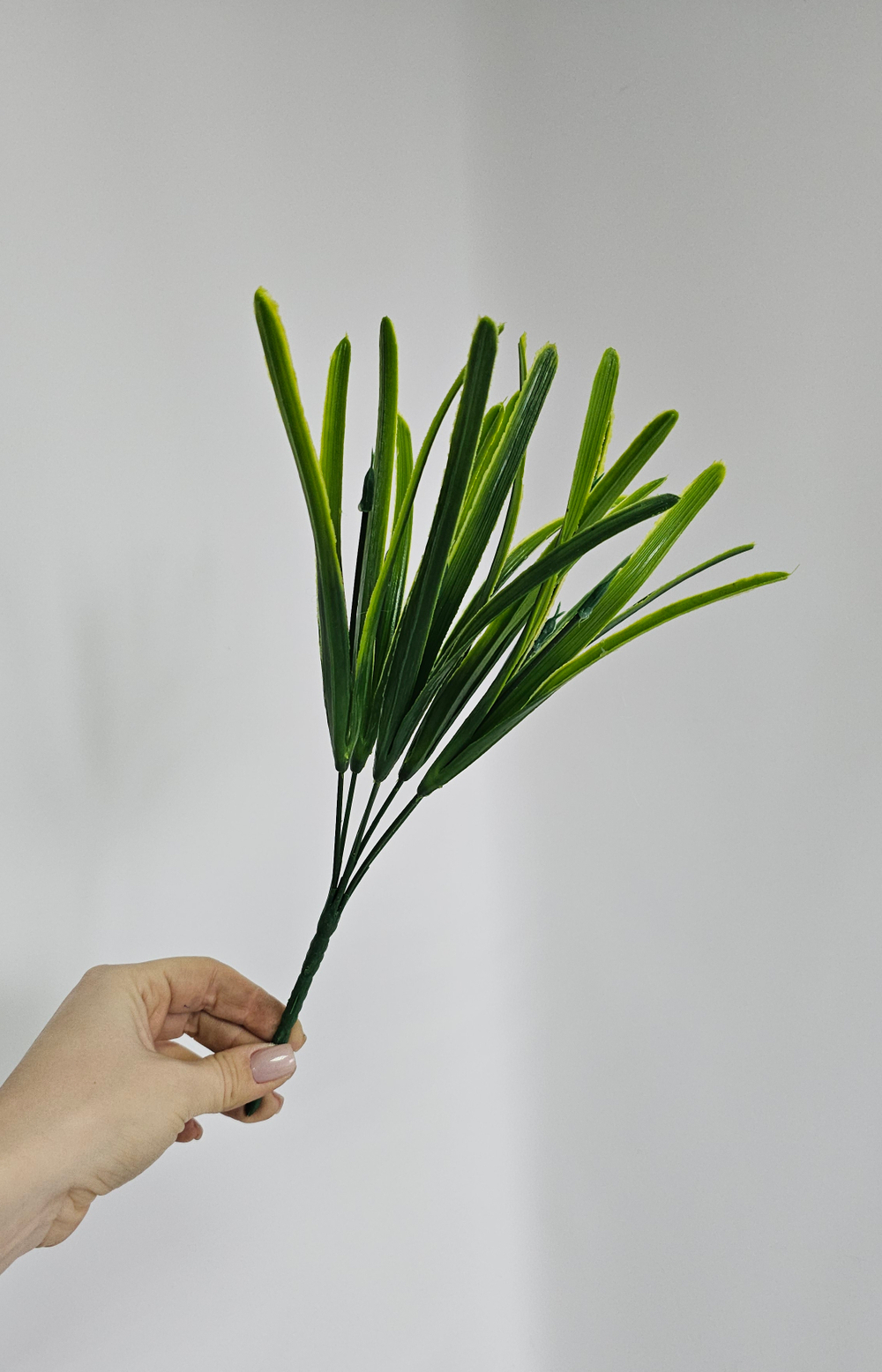 Осока Карекс / Арт 5003