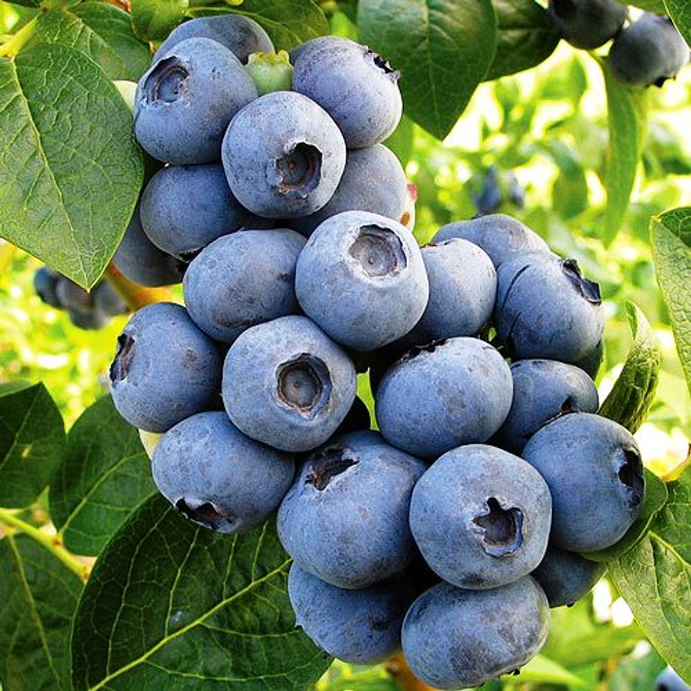 Голубика высокая Торо