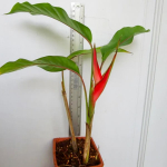 Геликония JAMAICAN DWARF