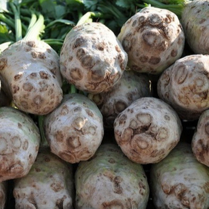 Сельдерей корневой (цена за 6 штук)