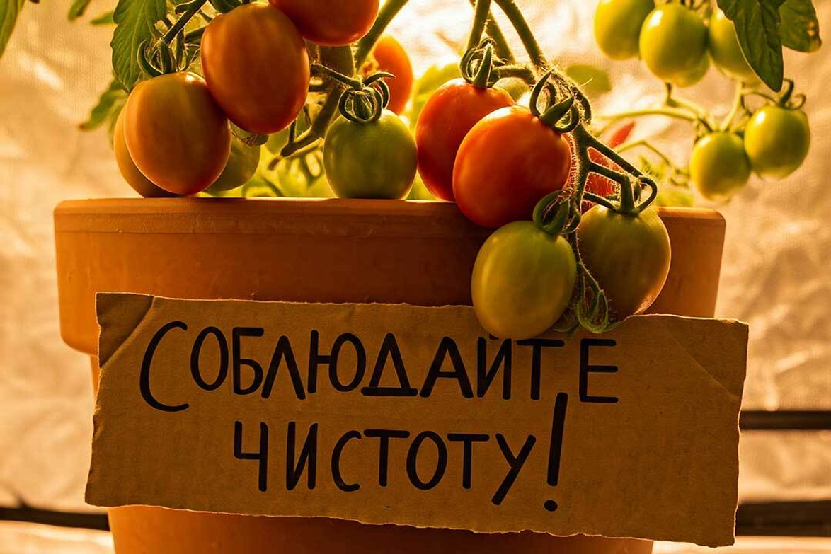 Гигиена в гроубоксе: залог здорового урожая
