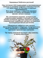 Клюква Стивенс крупноплодная