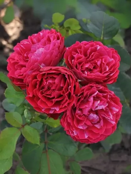 Роза флорибунда Константина Фреска