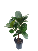 Фикус Эластика Штамб