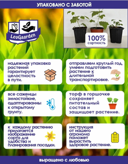 Саженец, Флокс, Никольский