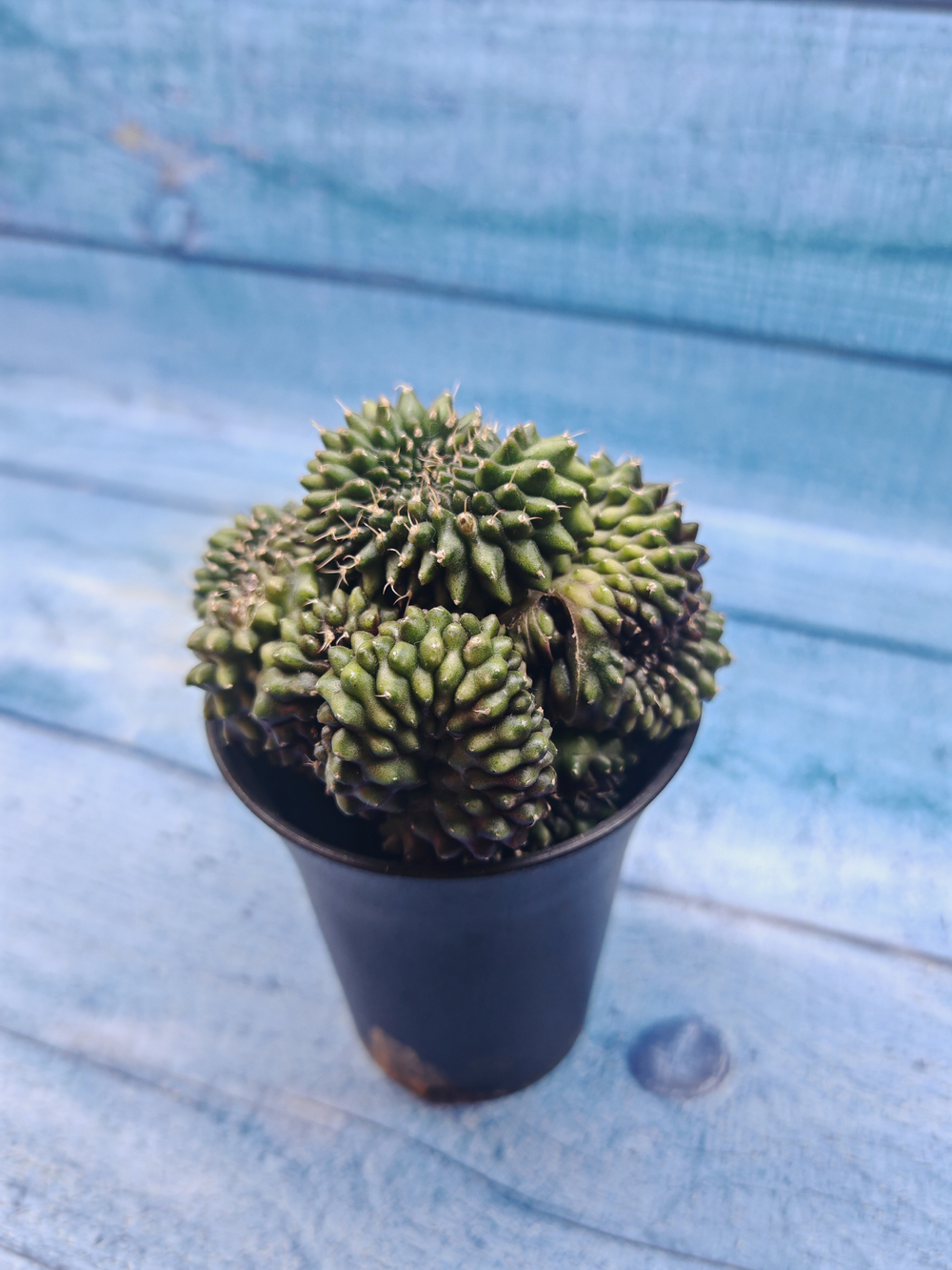 Gymnocalycium Spineless Crested form (Гимнокалициум Кристатный)