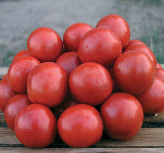 СОЛЕРОССО F1 семена томата Nunhems цена – фото 2