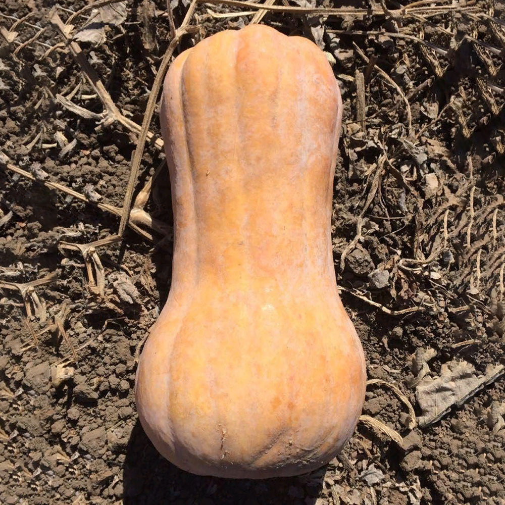 Матильда F1 семена тыквы (Enza Zaden / Энза Заден)