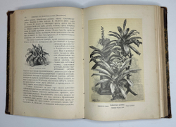 Гесдерфер М. Комнатное садоводство. СПб. Изд. Девриена, 1898г.