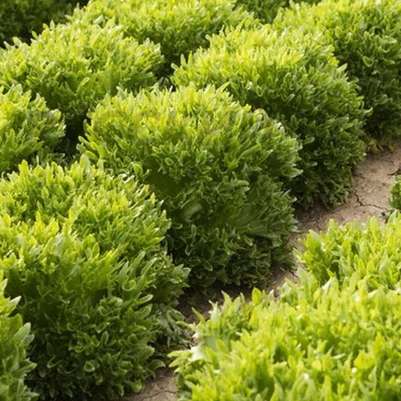 Дюнан семена салата айсберг (Rijk Zwaan / ALEXAGRO) культура – фото 4