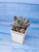 Pachyphytum Bracteosum fitkai (Пахифитум)