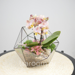 Флорариум с орхидеей Икос