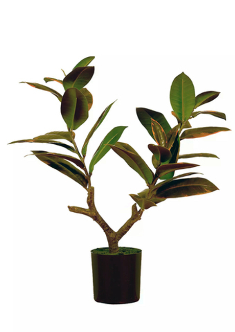 Фикус Эластика Мелани - Розово-зеленый