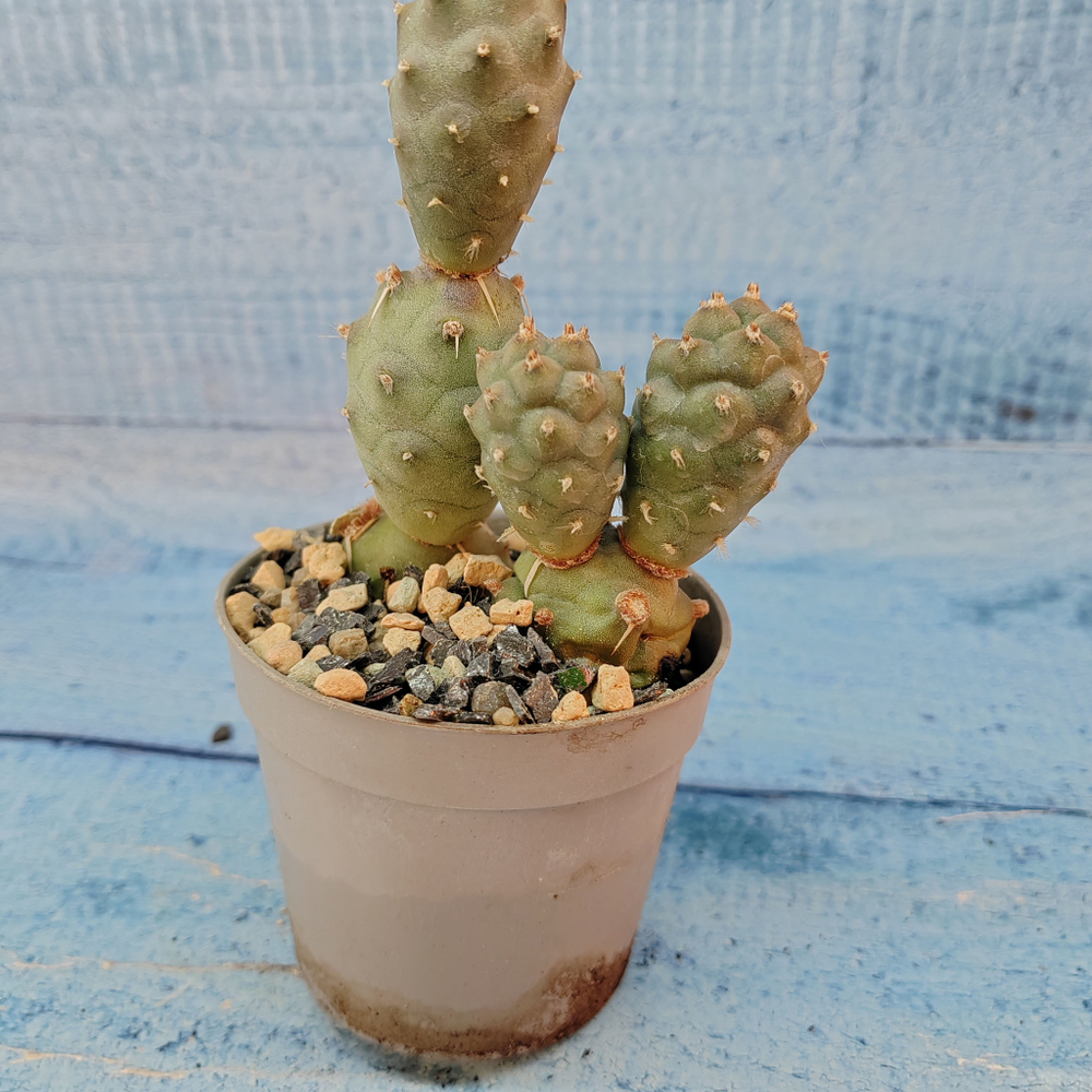 Tephrocactus Articulatus (Тефрокактус)