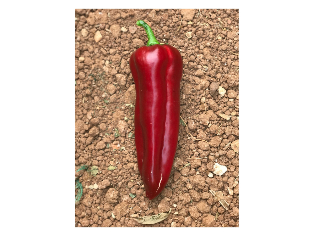 Армагедон F1 семена перца ( Yuksel Tohum / )