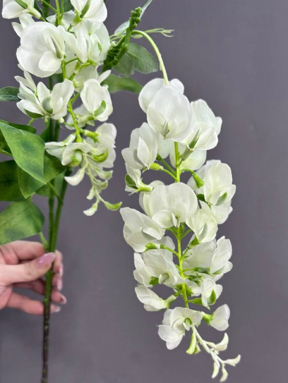 Глициния белая (h95 см)