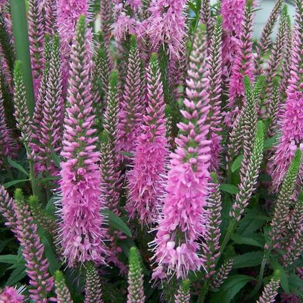 Вероникаструм виргинский Пинк Глоу С2