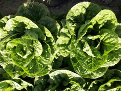 Асаф семена салата айсберг (Hazera / Хазера)