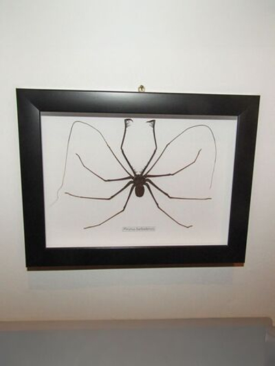 Паук Фрин в рамке 22х17 см