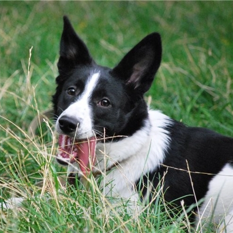 Колье Мой Любимый Пушистик – Персонализация