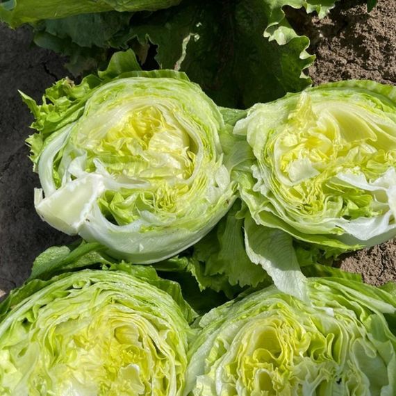 ДЖАСПЕРИНАС семена салата (Rijk Zwaan | Alexagro)