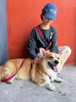 Шлейка для собак, Биотан, 25 мм , L размер ,средние и крупные породы, красный и черный