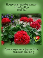 Пеларгония Розебуд Ред розебудная