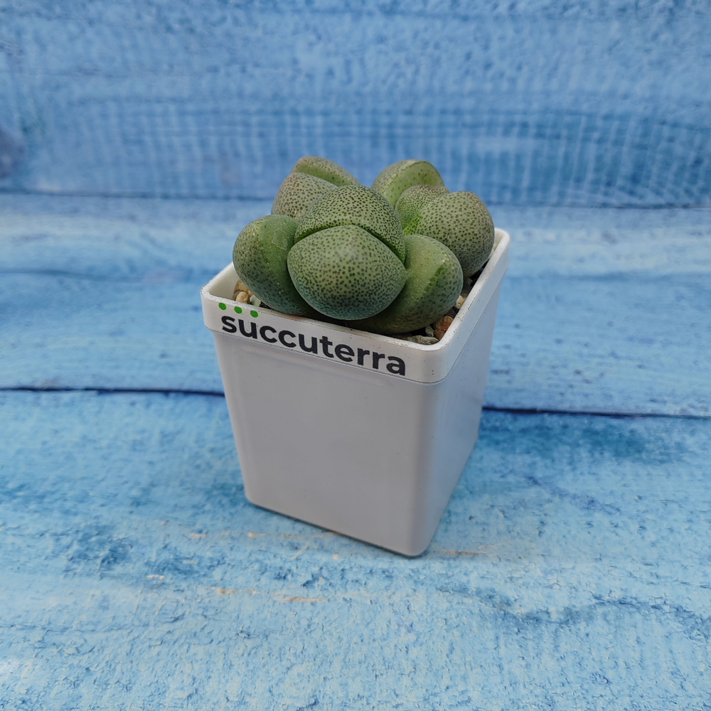Pleiospilos Nelii (Плейоспилос)