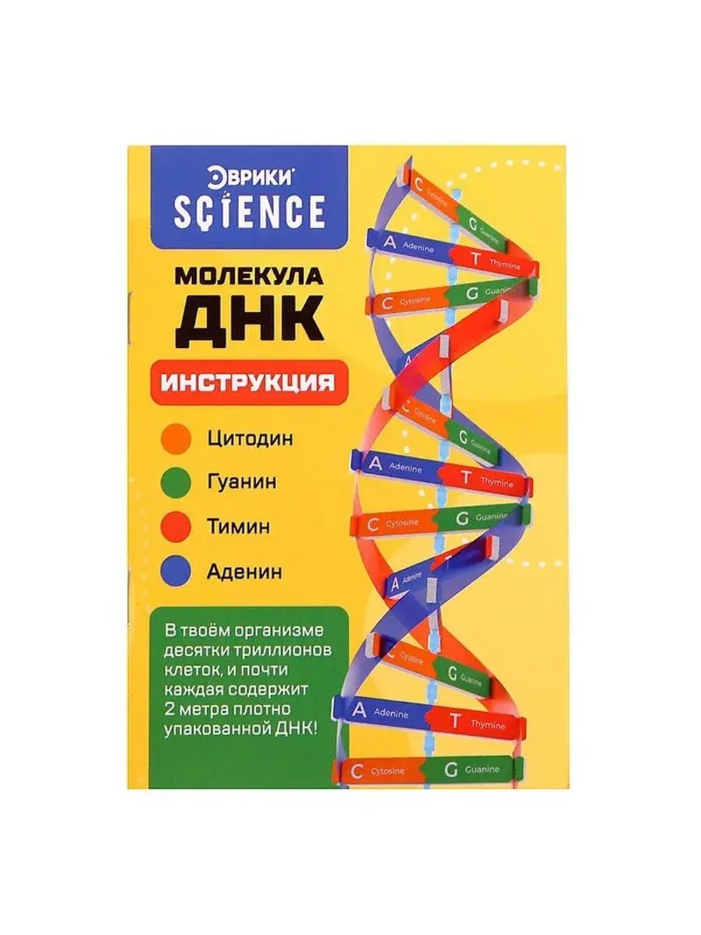 Набор для опытов «Молекула ДНК»