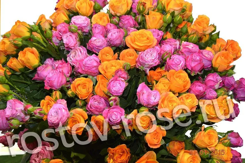 Букет кустовых роз Абеба и Леди Бомбастик