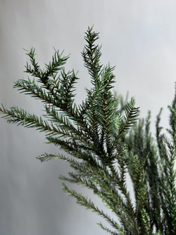 Криптомерия японская стабилизированная зеленая