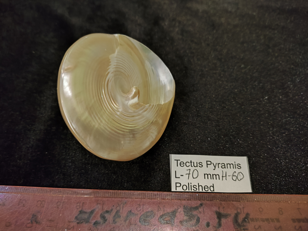 Тектус Пирамис полированный