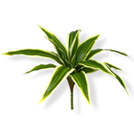 Драцена бело-зеленый куст малый