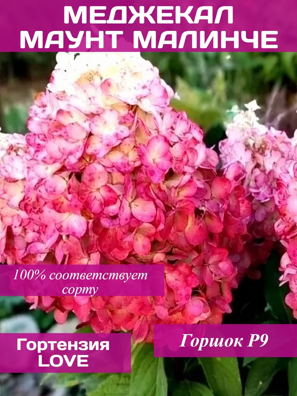 Меджикал Маунт Малинче гортензия метельчатая