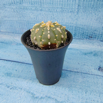 Astrophytum Asterias (Астрофитум)