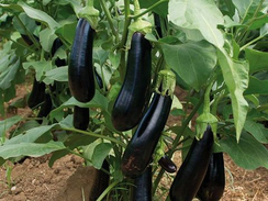 Мабел F1 семена баклажана (Enza Zaden / Энза Заден)