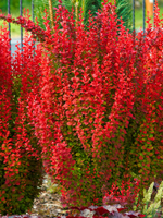 Барбарис Тунберга Ред Рокет С3 30-40