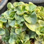 Адениум DHA PHET PAN LAN (PPL) корнесобственный