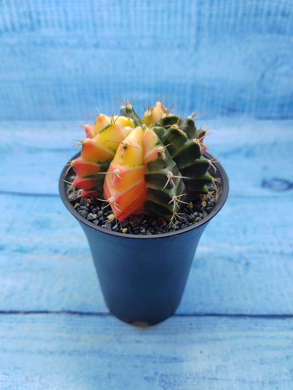 Gymnocalycium Variegata (Гимнокалициум Вариегатный)