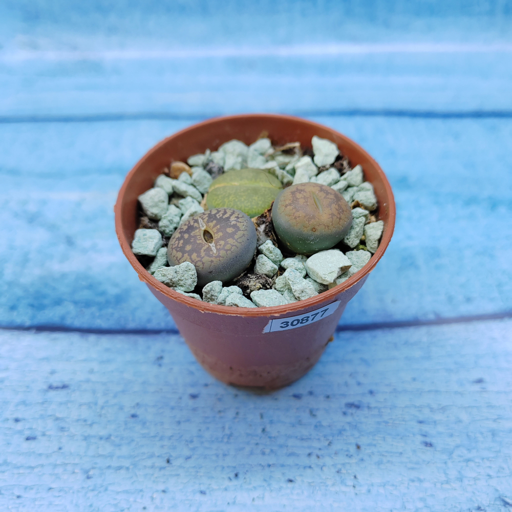 Lithops sp. (Литопсы)