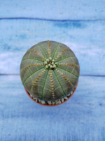 Euphorbia Obesa (Эуфорбия)