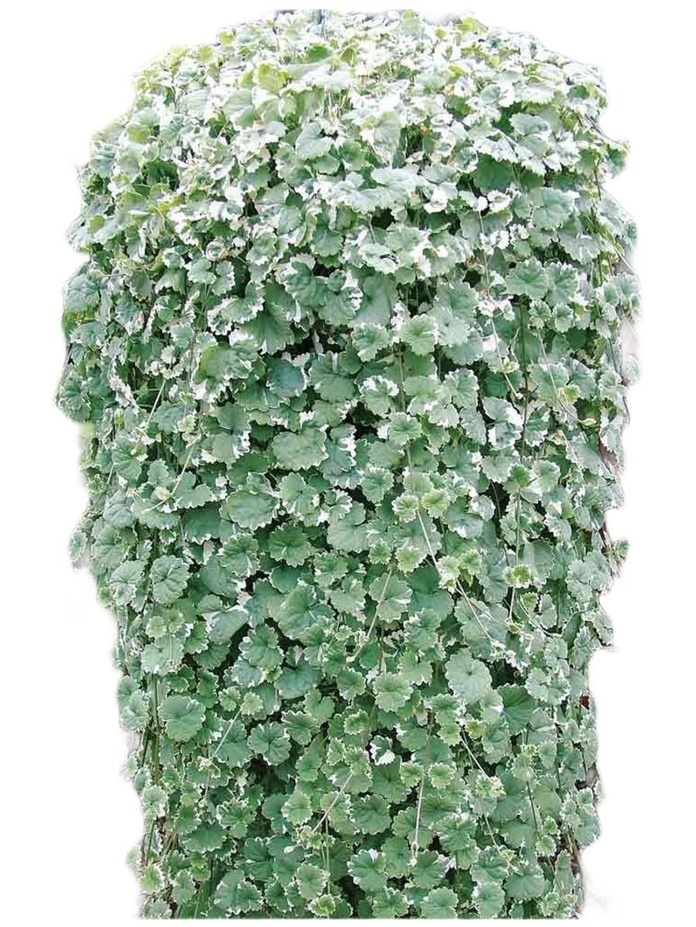 Будра варьегатная